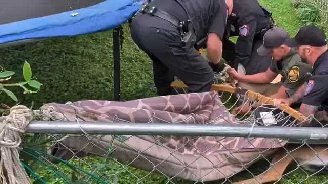 'Unusual rescue': Police untangle deer stuck in backyard hammock