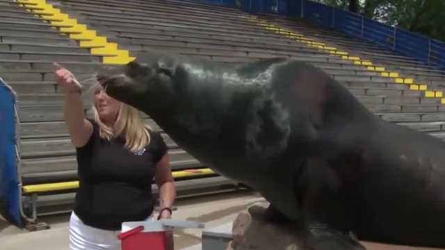 Seal and Sea Lion show closing at Milwaukee County Zoo - Vimarsana News