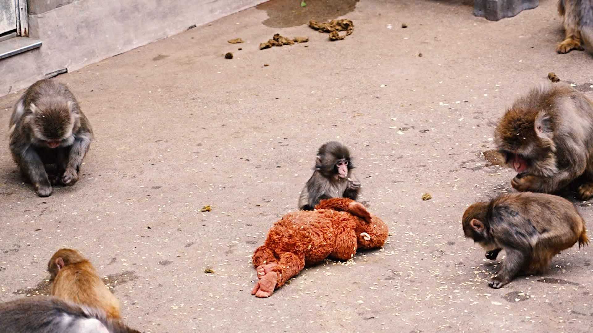 Punch the monkey: Why do we love him so much and how is he doing now?