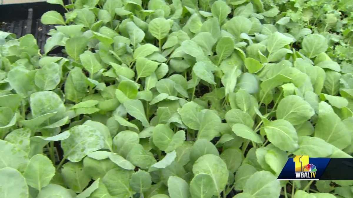 How to grow coleplants