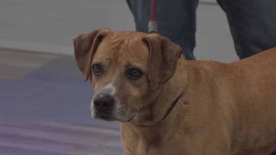 WESH 2 the Rescue: Adopt Edward at Orange County Animal Services now