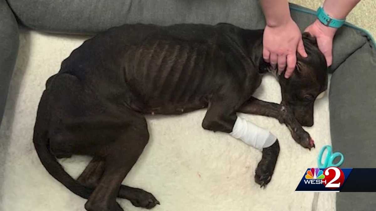Emaciated dog found eating blanket in desperation, Brevard Humane ...