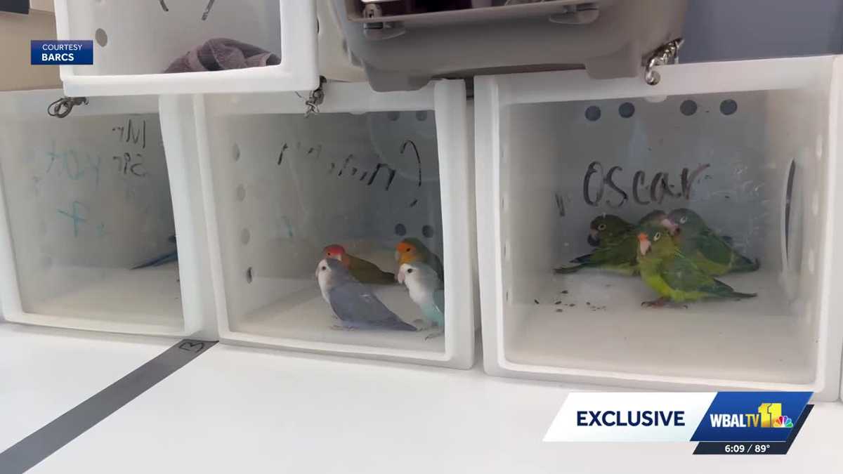 Hundreds of birds seized from Highlandtown exotic bird shop