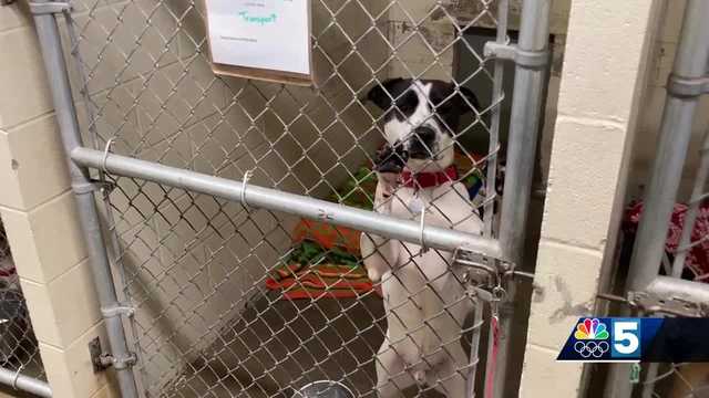 The Rutland County Humane Society will continue search for new location - Vimarsana News