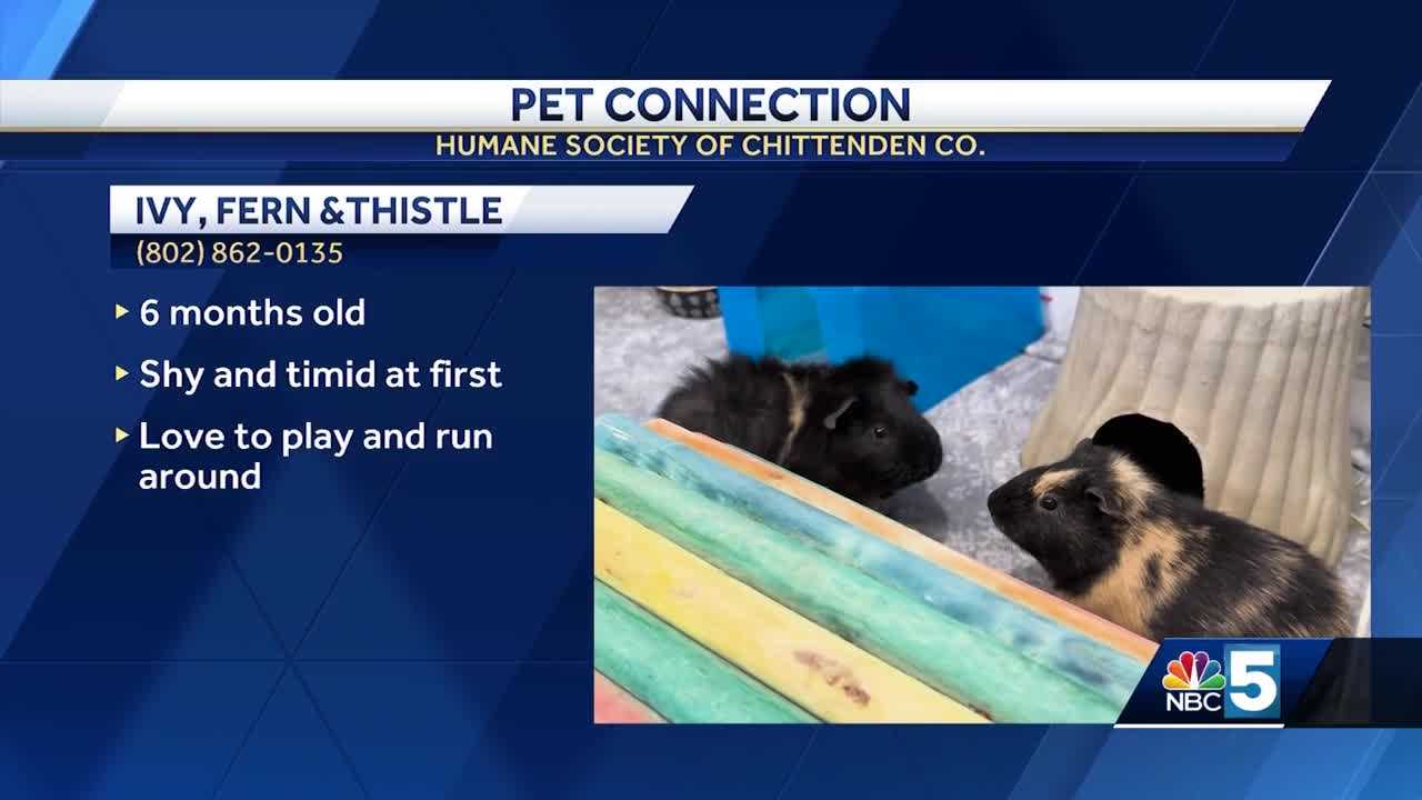 Pet Connection Jan 18 2024   02bb2472 109f 4d52 850b 2d34efda4d6c 