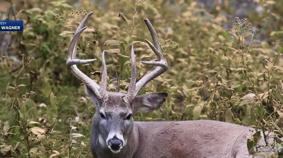 Nebraska deer hunting season economic impact