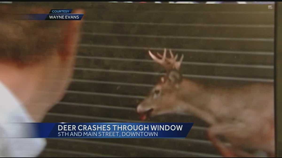 Deer smashes into window at Federal Reserve parking garage