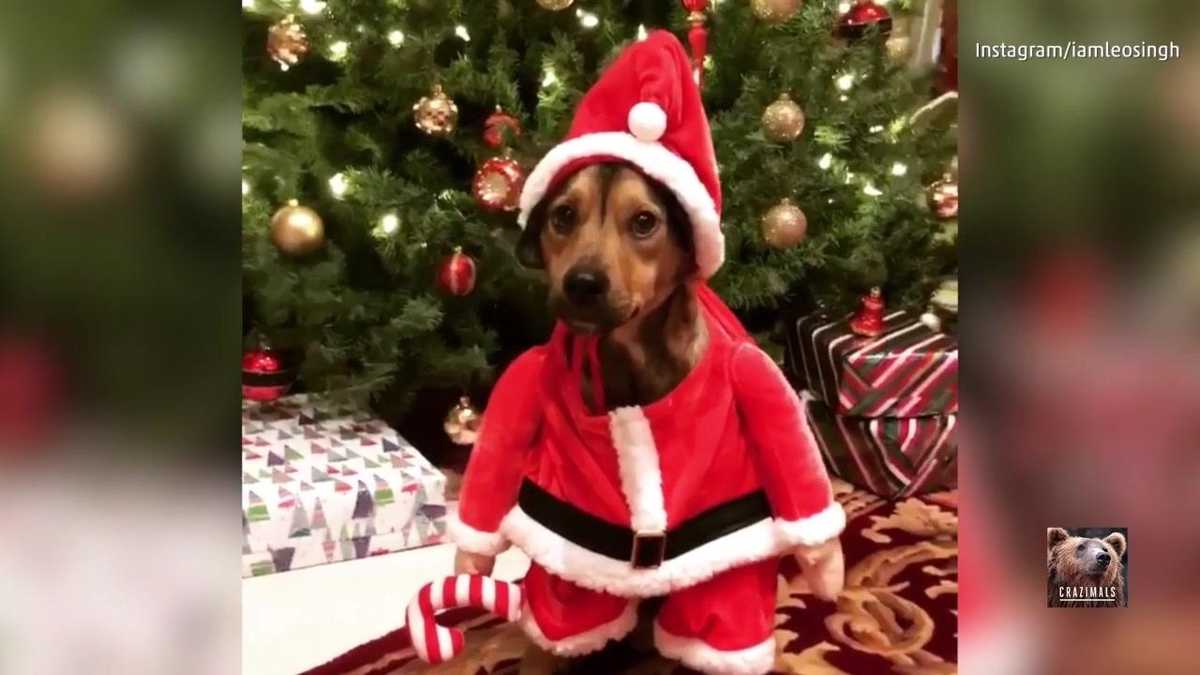Christmas Puppies Pima Boy Footies main image 0