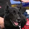 Celebrating National Dog Day with MDSPCA and Chesapeake Search Dogs
