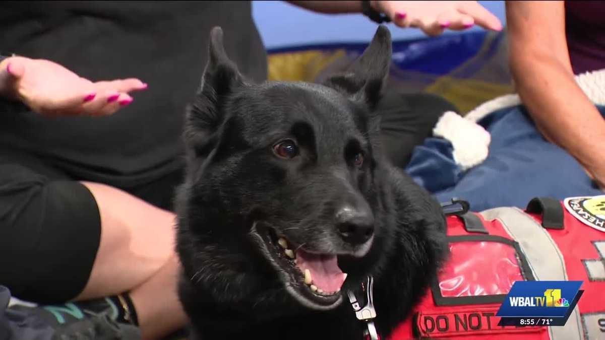 MDSPCA: Celebrating National Dog Day with Chesapeake Search Dogs
