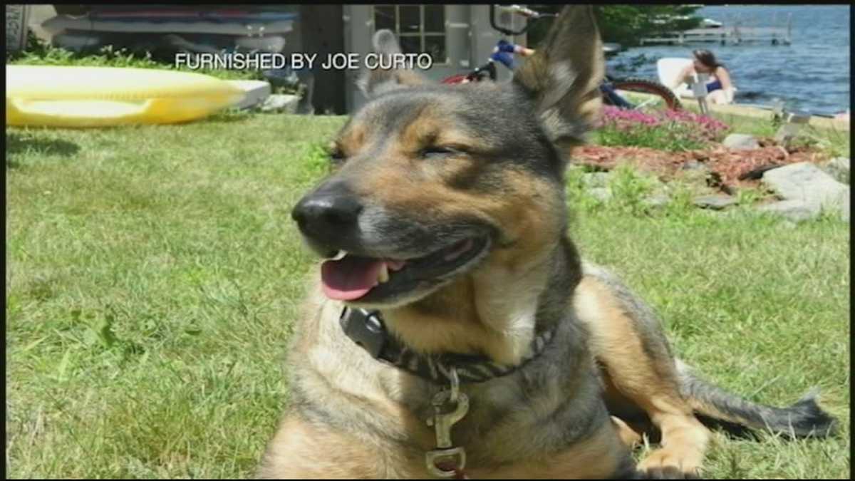 Fatal shooting of dog investigated