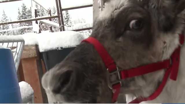 Study suggests reindeer vision evolved to spot favorite food - Vimarsana News