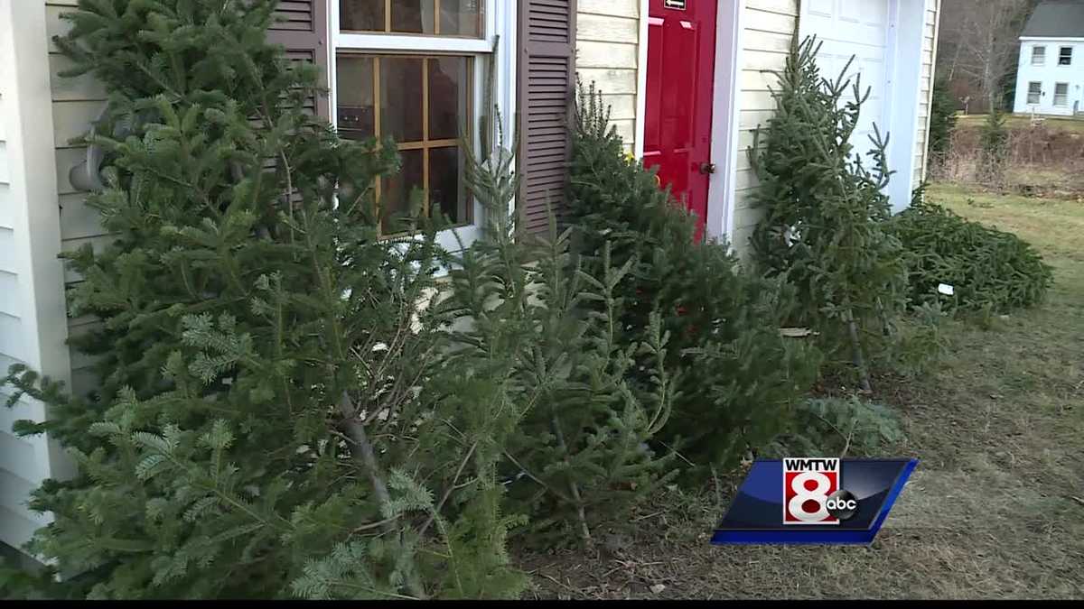 Maine Christmas trees surviving despite nationwide shortage