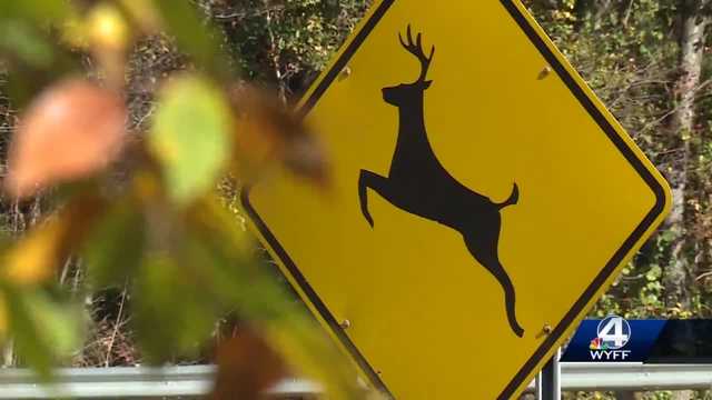 South Carolina: Deer vs car crashes in SC increased 134% - Vimarsana News