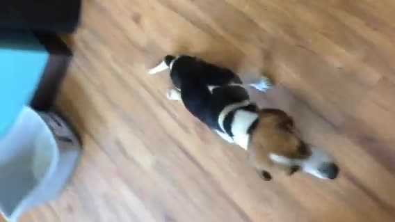 Raw video: Dog walking with paralyzed hind legs