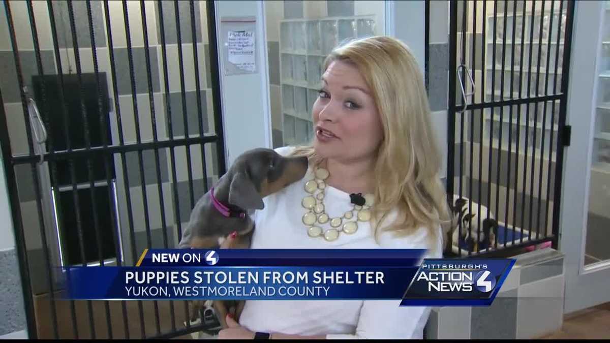 Puppies Stolen From Animal Shelter In Westmoreland County But Trooper Tracks Them Down