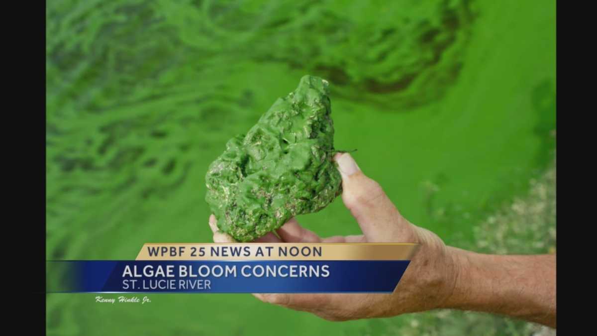 Large algae bloom spotted in canal near Lake Okeechobee
