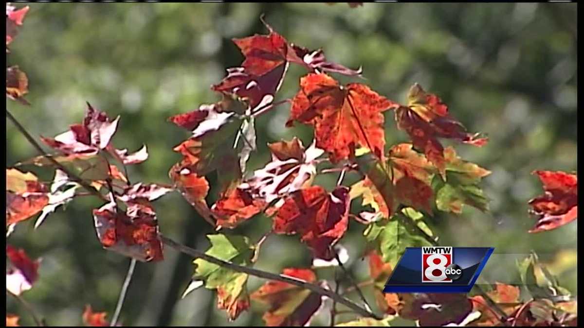 How The Drought Will Affect Fall Foliage Season