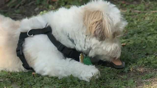 Puppy taken in armed carjacking found and returned home - Vimarsana News