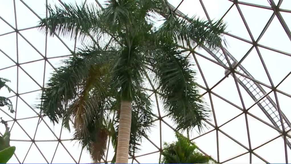 Big palm tree at Des Moines Botanical Back garden to be reduce down