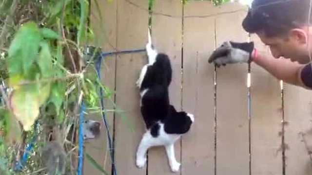 Video: 'Another Successful Cat Rescue'