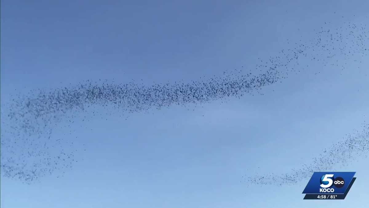 Mexican free-tailed bats return to Oklahoma for summer