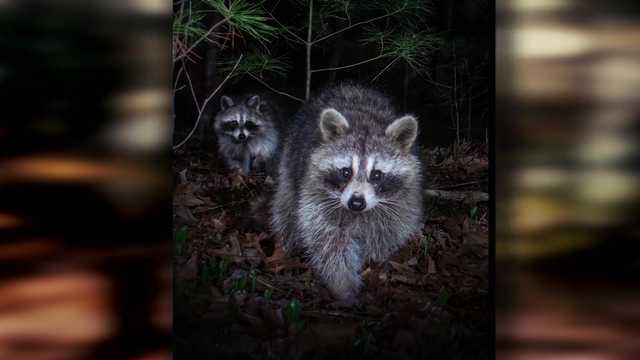 Massachusetts teen's photography wins national award, hopes it'll save forest - Vimarsana News