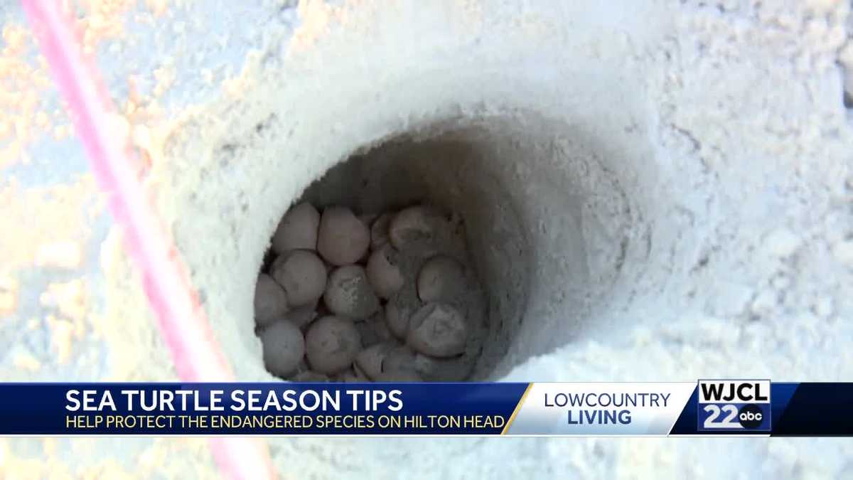 Sea Turtle Patrol Hilton Head Island celebrates first nest of season