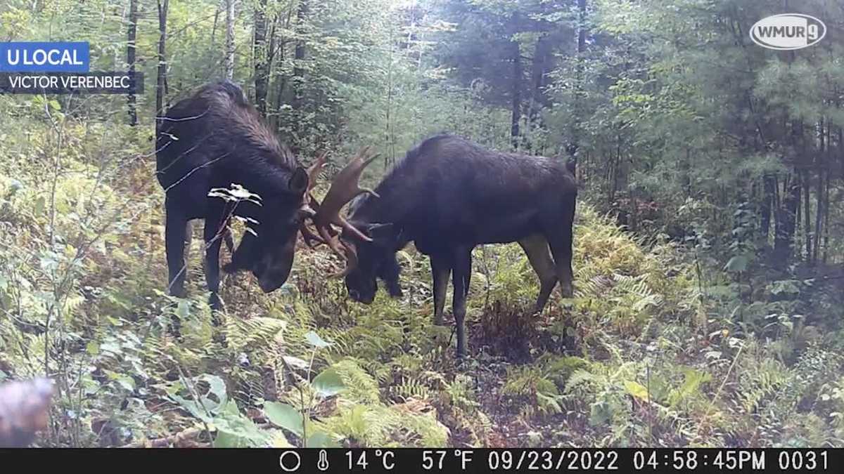 Video: Bull moose caught sparring on trail camera in New Hampshire