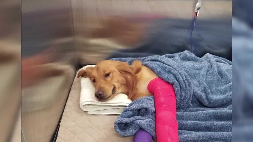 Dog helped by good Samaritans after getting hit by car in Pleasant Hill ...