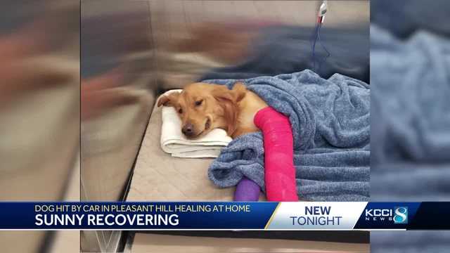 Dog helped by good Samaritans after getting hit by car in Pleasant Hill begins to recover - Vimarsana News