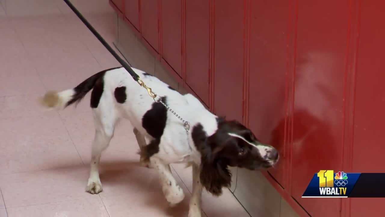 MD DPSCS K-9 unit trains dogs to find homemade alcohol in correctional facilities - Vimarsana News