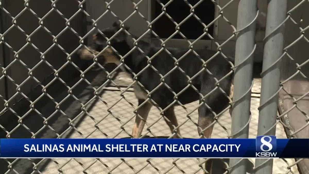 maricopa animal shelter fourth of july