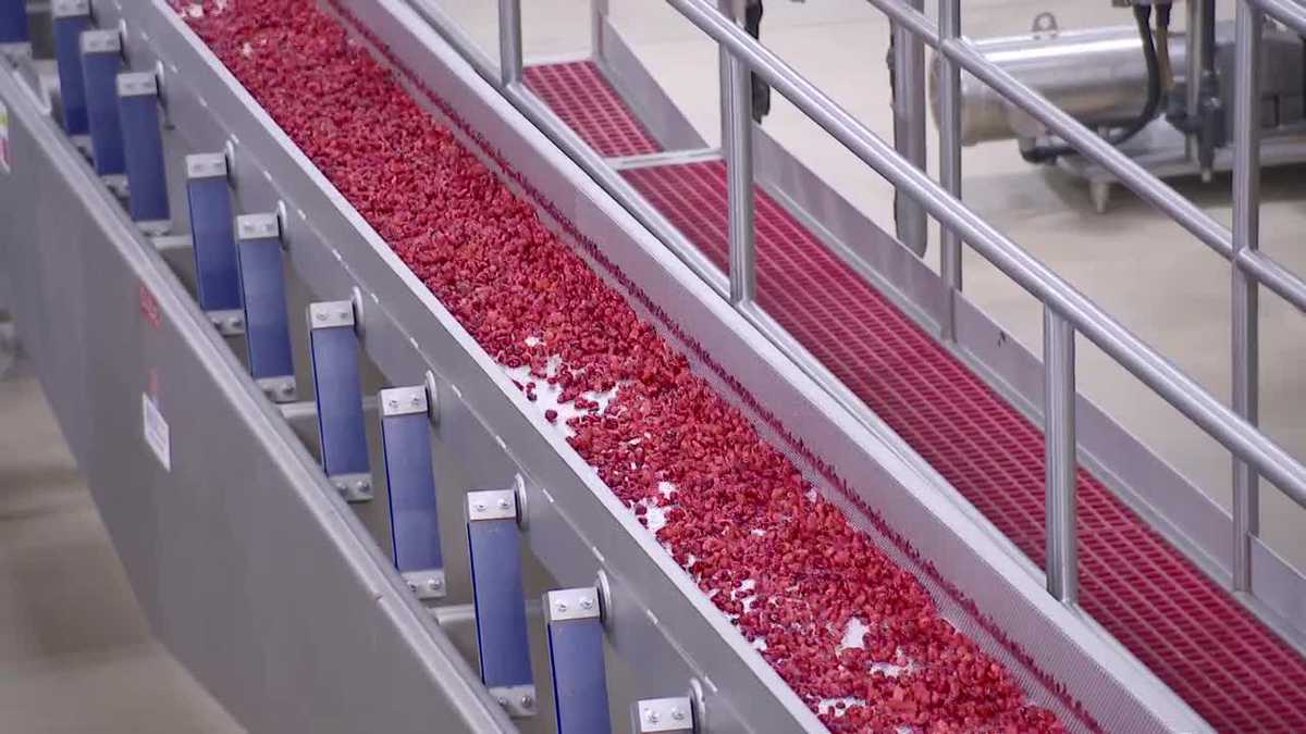 Inside Massachusetts’ cranberry industry, from bog to bag