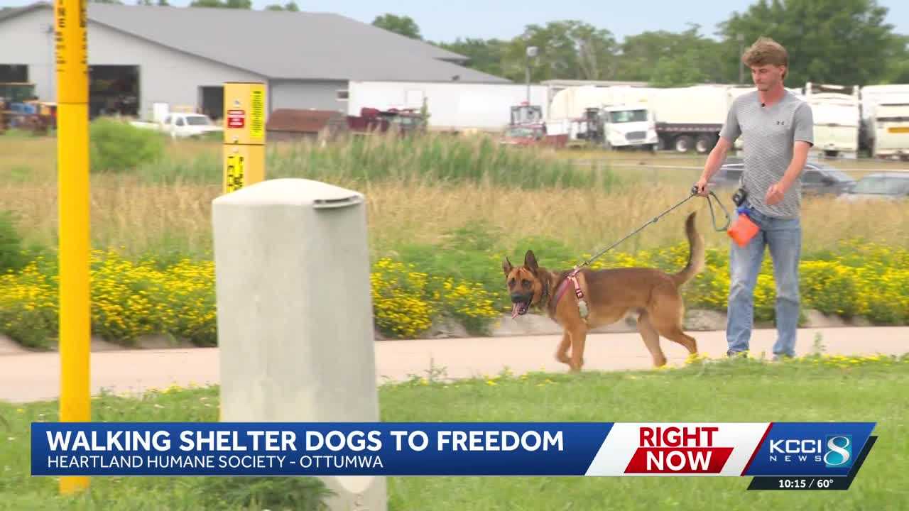 Man walking 150 miles with shelter dogs