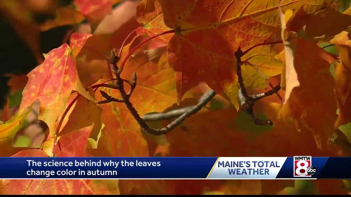 The science behind the beautiful fall colors