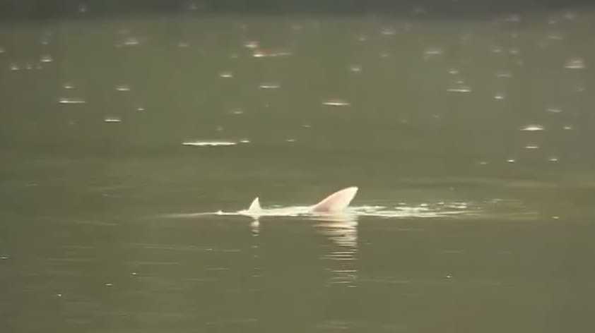 Crews stun and net silver carp on the Platte River