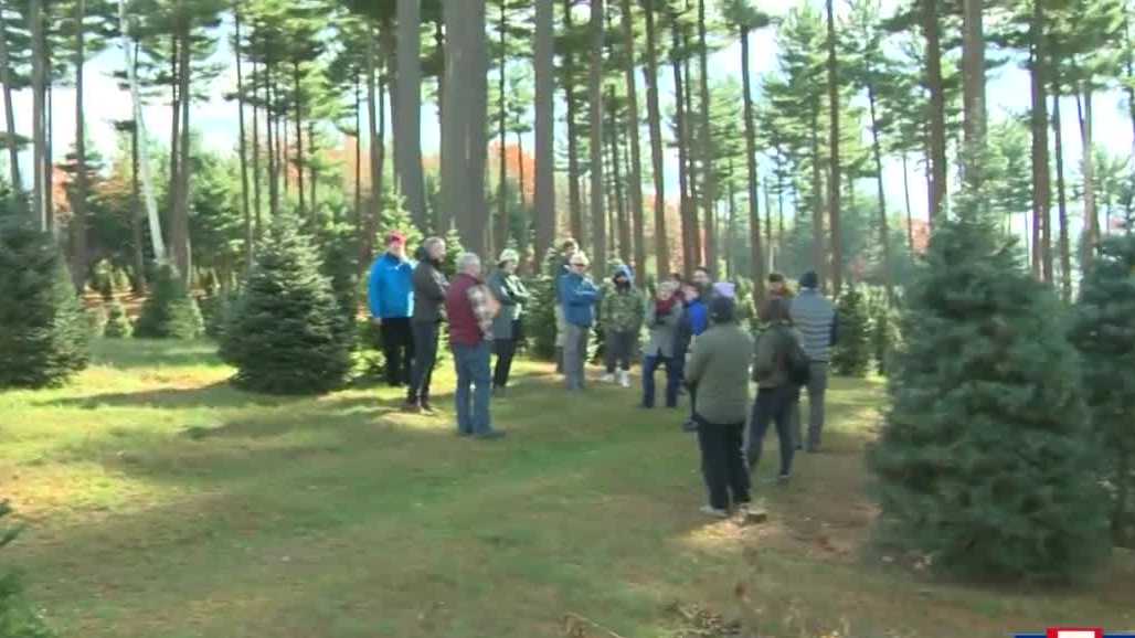 20acre Massachusetts Christmas tree farm saved from developers