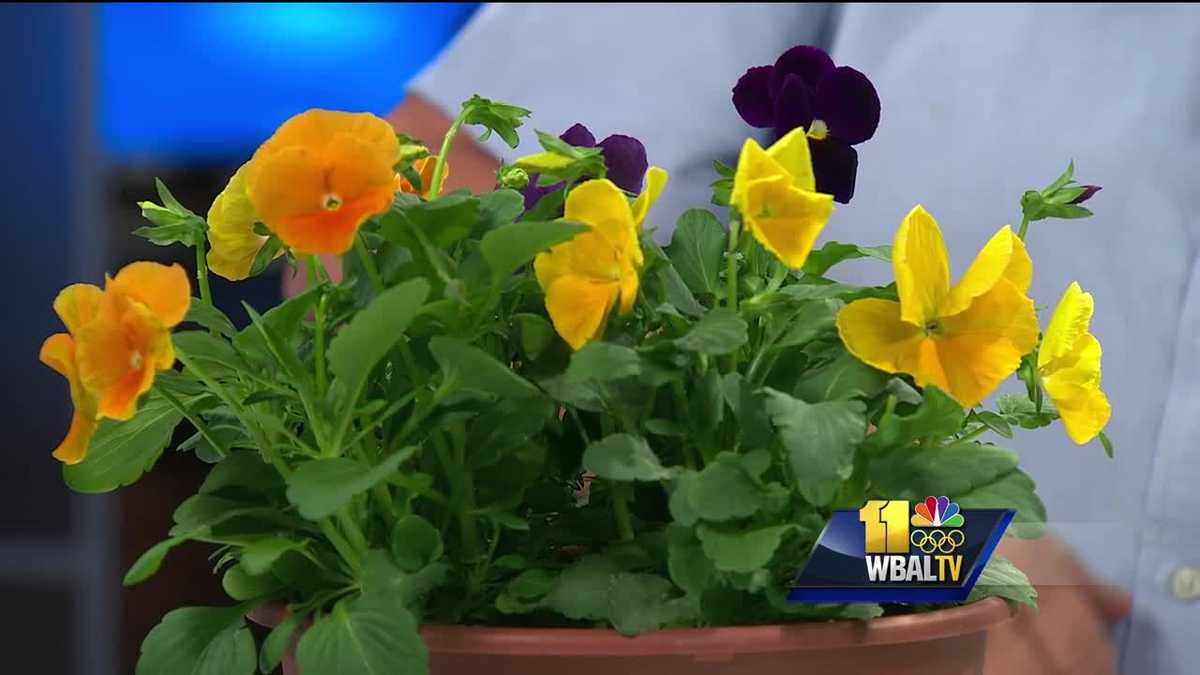 plant-questions-pansies-are-great-plants-for-cooler-weather