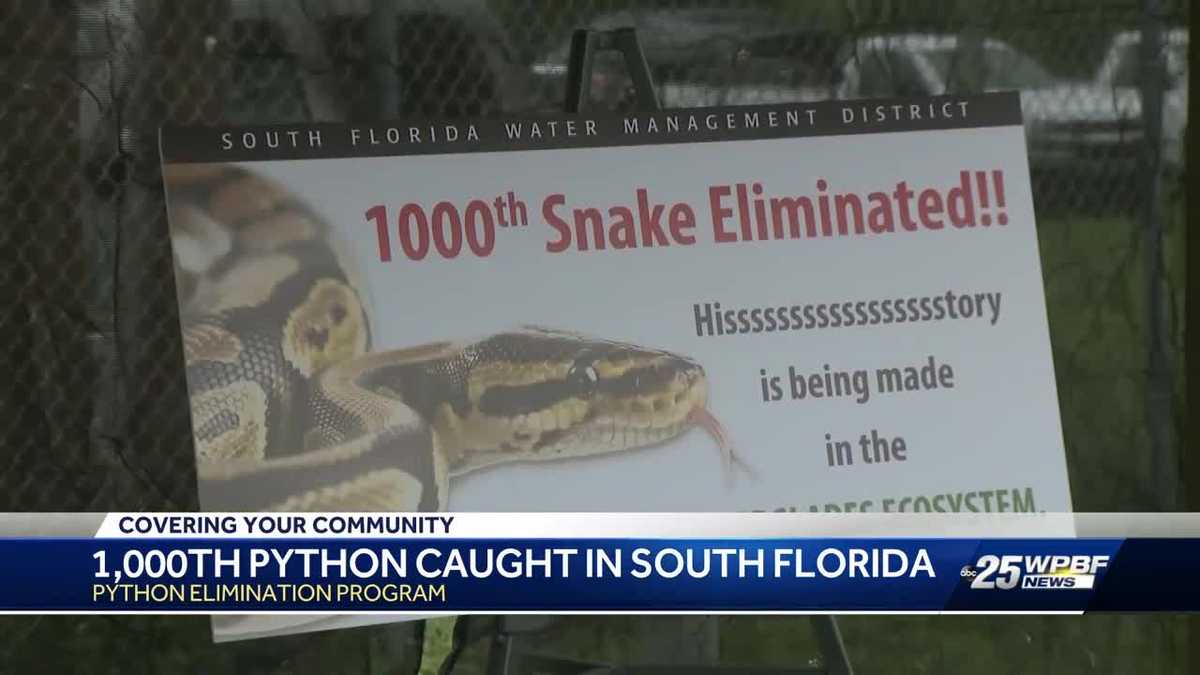 Florida Snake hunters have now killed 1,000 Burmese pythons