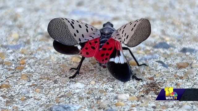Expert says spotted lanternfly numbers will only grow - Vimarsana News