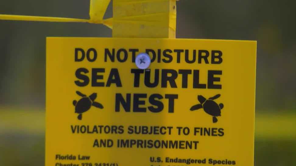 Fort Myers Beach pushes light code compliance as sea turtle hatchlings face disorientation