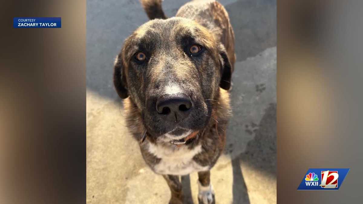Dog owner speaks after family dog fatally shot in incident involving WSPD off-duty officer