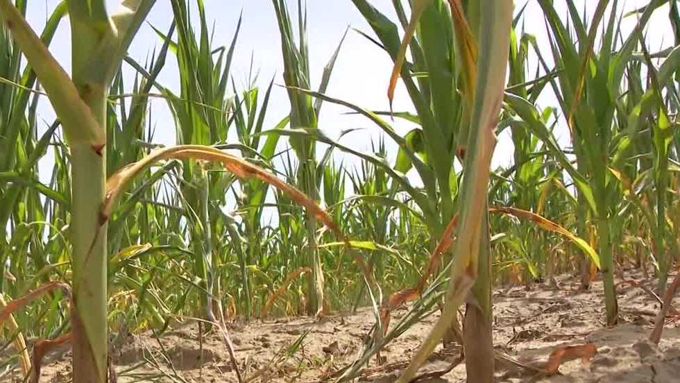 Farmers Frustrated By Delay Of Drought Relief 4637