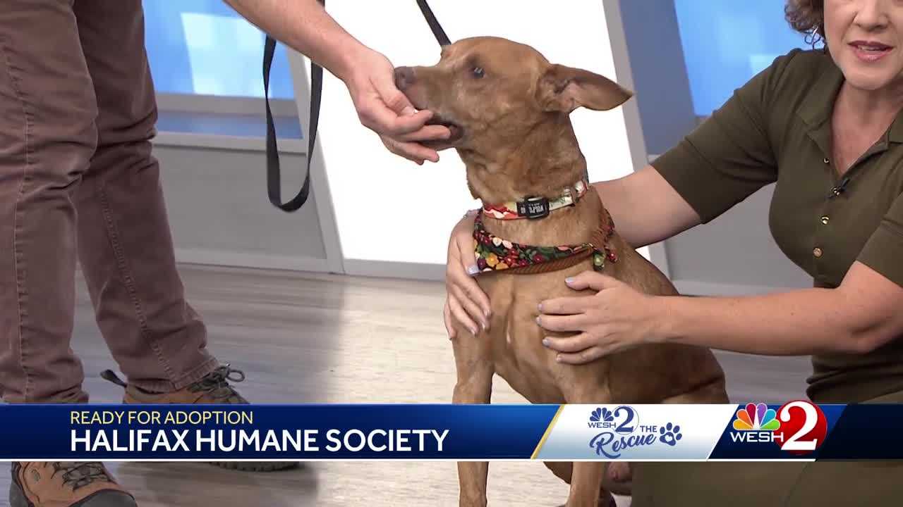 Prince is 5 loves treats and needs - 01696ce7 9709 4976 9a23 2f6fe50eeee0 