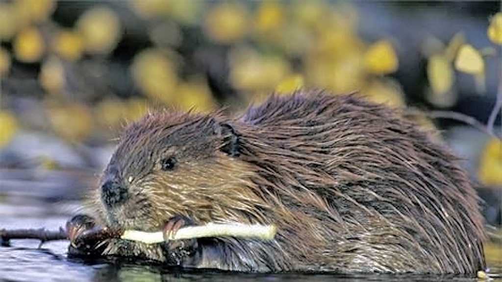Flood prevention could mean killing beavers