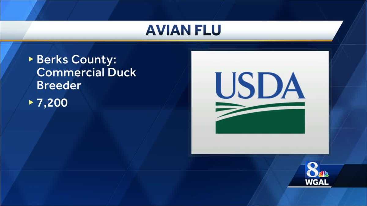 Actualización sobre la gripe aviar en el condado de Berks