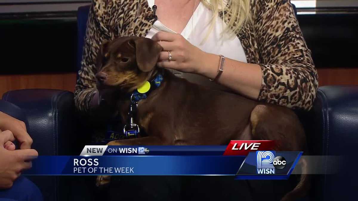 08/06 Pet of the Week: Ross