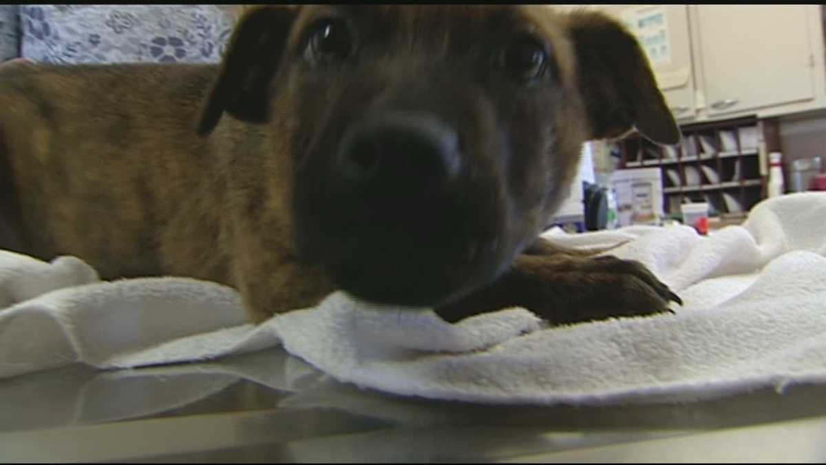 Dog lucky to be alive