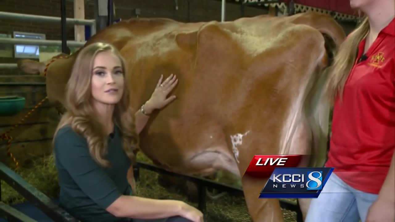 Learn To Milk A Cow With Alyx Sacks